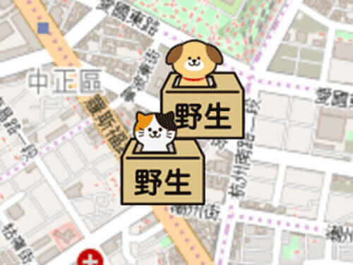 臺北市動物之家黑白混種貓開放認養囉！